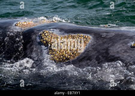 Gray whale with lice parasites and barnacles. San Ignacio Lagoon. Baja ...