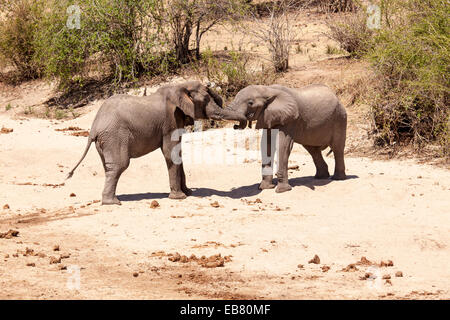 Male African elephants play fighting in dried up river bed in Ruaha National Park Tanzania Stock Photo
