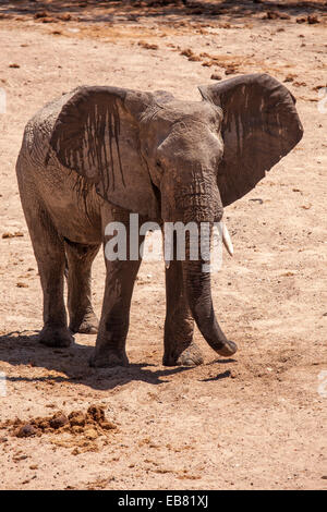 Elephant after mud bath in dried up river bed in Ruaha National Park Tanzania Stock Photo