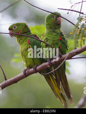 White-eyed Parakeets or White-eyed Conure (Aratinga leucophthalma) Stock Photo