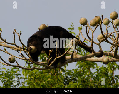 Black Howler Monkey (Alouatta caraya) eating fruit in Pantanal Stock Photo