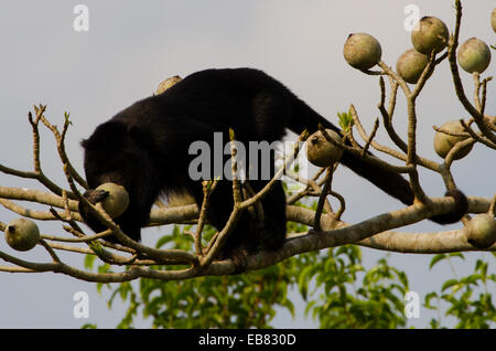 Black Howler Monkey (Alouatta caraya) eating fruit in Pantanal Stock Photo