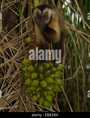 Tufted Capuchin (Cebus apella), aka Brown Capuchin, Black-Capped Capuchin, Pin Monkey Stock Photo