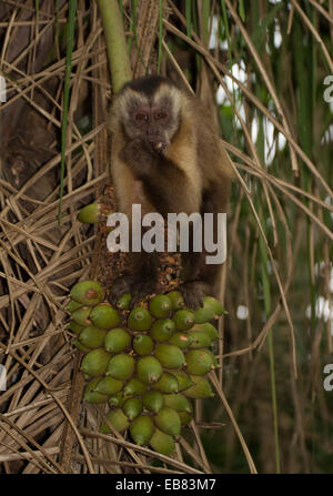 Tufted Capuchin (Cebus apella), aka Brown Capuchin, Black-Capped Capuchin, Pin Monkey Stock Photo