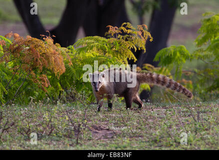 South American Coati (Nasua nasua) aka Coatimundi Stock Photo