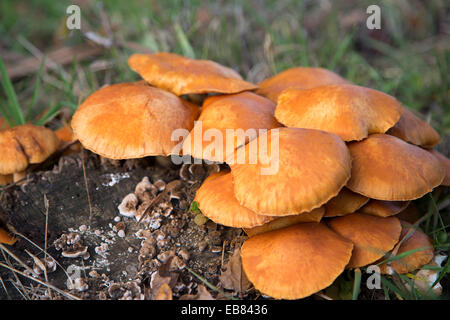 Bundle of Laughing Gym fungi (Gymnopilus spectabilis), also called Laughing Jim or Spectacular Rustgill Stock Photo