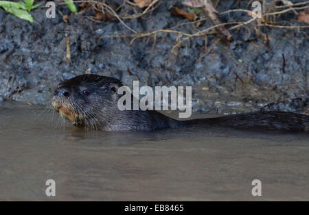 Giant River Otter (Pteronura brasiliensis) aka Ariranha in Pantanal, Mato Grosso state,  Brazil Stock Photo