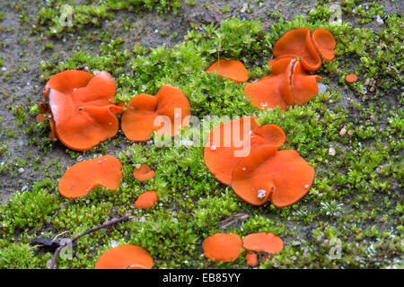 Close up ( macro ) of Cup Fungus . Tiny funnel shaped toadstool ( fungus ,  mushroom , Peziziales ) with short hairs on the body Stock Photo - Alamy