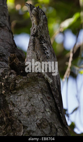 Great Potoo (Nyctibius grandis) in tree Stock Photo