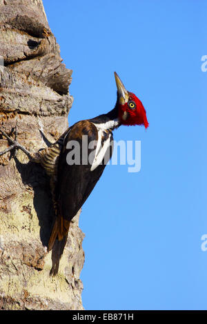 Lineated Woodpecker (Dryocopus lineatus) Stock Photo