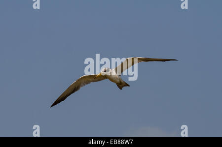 Large-billed Tern (Phaetusa simplex),  Pantanal, Brazil Stock Photo