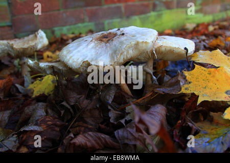 Parasols can be found alone but generally they are found in rings or sometimes troops. Mushroom picking course, are very good. Stock Photo