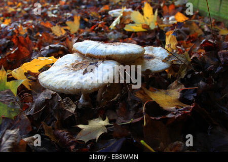 Parasols can be found alone but generally they are found in rings or sometimes troops. Mushroom picking course, are very good. Stock Photo
