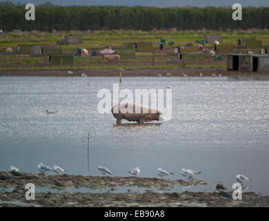 Free-range Pig Farming Industry Animals go for a paddle in a flooded field, at Lossiemouth, Moray. Scotland.  SCO 9238. Stock Photo