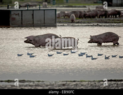 Free-range Pig Farming Industry Animals go for a paddle in a flooded field, at Lossiemouth, Moray. Scotland.  SCO 9239. Stock Photo