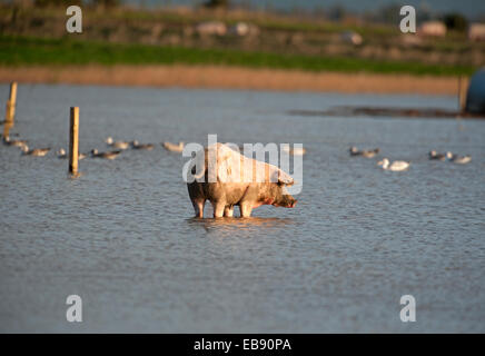 Paddling pig in a flooded field at Lossiemouth in Morayshire, Scotland.  SCO 9240. Stock Photo