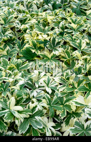 astrantia major sunningdale variegated foliage leaves green white variegation RM Floral groundcover ground cover perennial Stock Photo