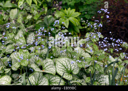 Brunnera macrophylla Jack frost Siberian bugloss syn Myosotis macrophylla variegated foliage leaves blue flowers RM Floral Stock Photo