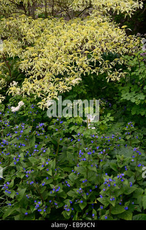 cornus controversa variegata omphalodes verna tree trees perennial plants planting scheme blue white Wedding cake Variegated Stock Photo