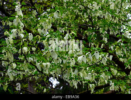 Davidia involucrata Dove-tree Handkerchief Tree flower flowers flowering white tree trees ornamental RM floral Stock Photo