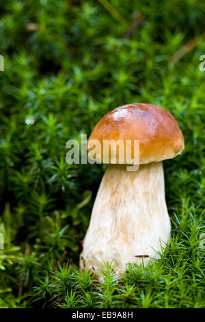 Little boletus on the background of green moss in the wild, natural environment Stock Photo