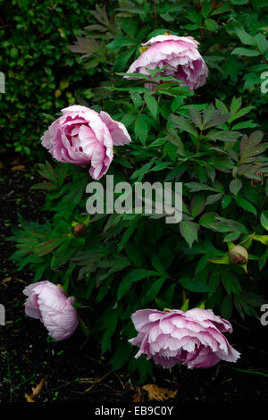 paeonia suffruticosa akashigata pink flowers Peony Peonies japanese tree flower flowering bloom blooming RM Floral Stock Photo