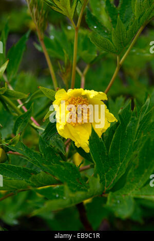 paeonia delavayi var lutea yellow flowers Peony Peonies tree tibetan summer flower flowering bloom blooming RM Floral Stock Photo