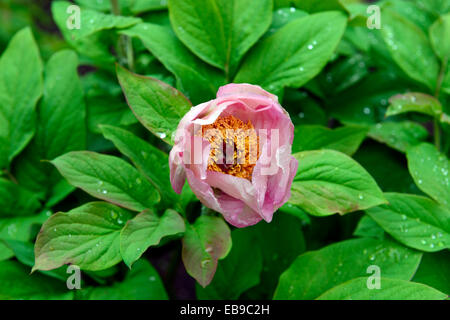 Peony Peonies paeonia wittmanniana splendens scented summer flower flowering bloom blooming RM Floral wittmans peony Stock Photo