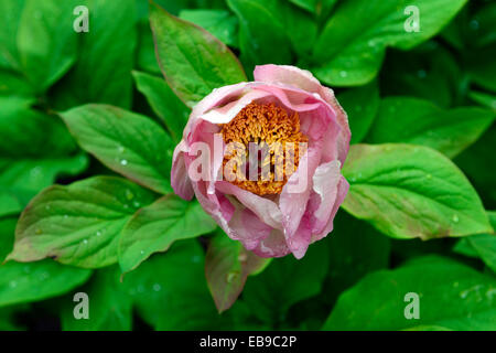 Peony Peonies paeonia wittmanniana splendens scented summer flower flowering bloom blooming RM Floral wittmans peony Stock Photo