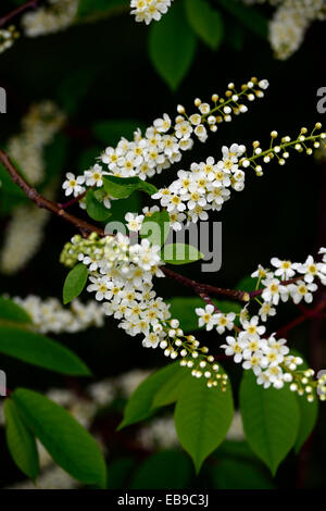 prunus padus watereri AGM Bird Cherry Tree white flowers spike inflorescence long slender racemes fragrant blooms RM Floral Stock Photo