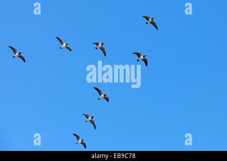 Group of Canadian geese flying in V shaped flock on blue sky background Stock Photo