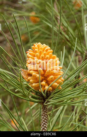 Pinus pinea, Stone Pine Flower in Shannon NP, WA, Australia Stock Photo