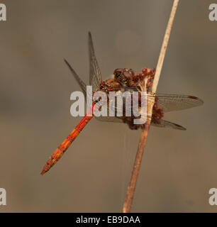 Dragonfly common darter wild female nature