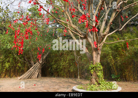 lots of wishing ribbon hanging on blessing tree Stock Photo