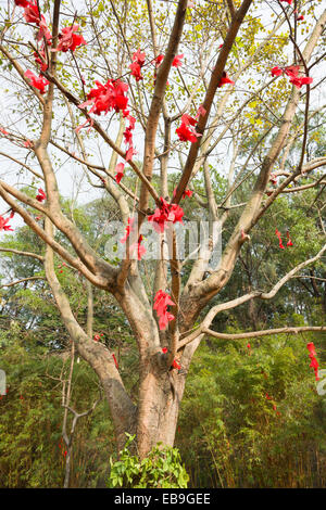 lots of wishing ribbon hanging on blessing tree Stock Photo