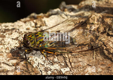 New Zealand Cicada, also called a Chorus Cicada, with clear wings. Stock Photo