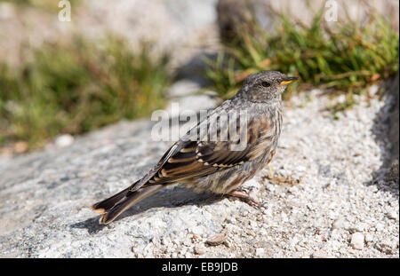 An Alpine Accentor, Prunella collaris on the Fenetre D' Arpette at 2665M in the Swiss Alps. Stock Photo