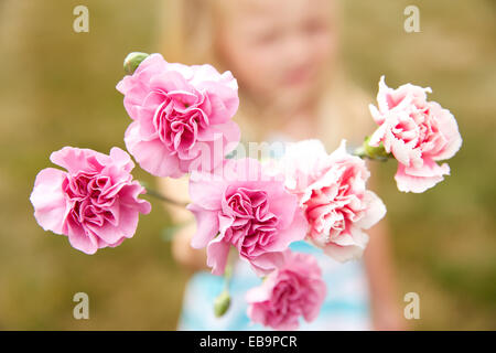 Pink Carnations Flowers