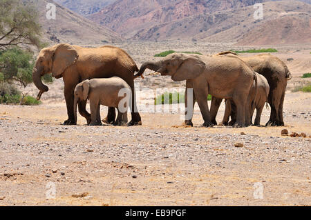 Group of the rare Namibian Desert Elephants (Loxodonta africana), Hoanib River, Namib Desert, Kaokoland, Kaokoveld