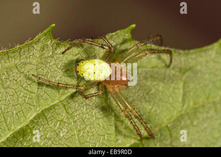 Cucumber Green Orb Spider (Araniella cucurbitina), female, Untergröningen, Abtsgmuend, Baden-Württemberg, Germany Stock Photo