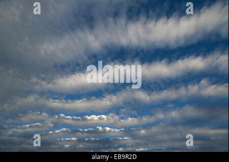 Altocumulus stratiformis perlucidus undulatus clouds, Schleswig-Holstein, Germany Stock Photo
