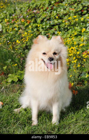 Pomeranian, male dog, 2 years, sitting on meadow Stock Photo