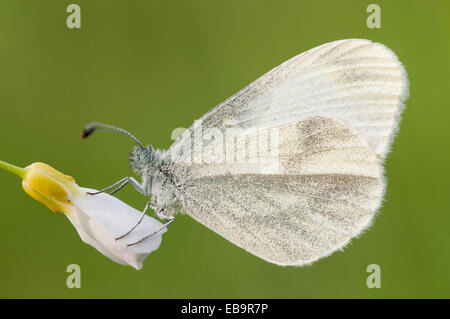 Wood White butterfly (Leptidea sinapis) Stock Photo