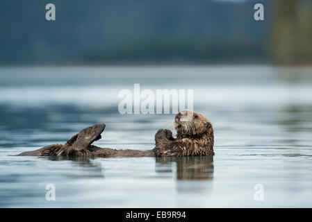 Sea Otter (Enhydra lutris) floating on the back, Kenai Peninsula, Alaska, United States Stock Photo