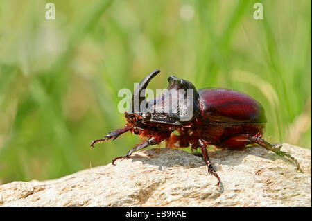 European Rhinoceros Beetle (Oryctes nasicornis), male, Central Macedonia, Greece Stock Photo