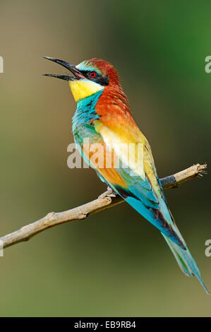 European Bee-eater (Merops apiaster), Central Macedonia, Greece Stock Photo
