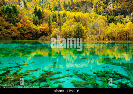Five Flower Lake in autumnal environment, Jiuzhaigou National Park, UNESCO World Heritage Site, Sichuan Province, China Stock Photo