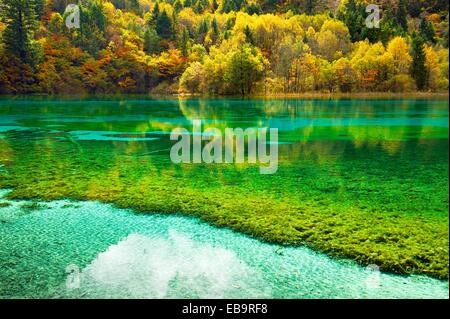 Five Flower Lake in autumnal environment, Jiuzhaigou National Park, UNESCO World Heritage Site, Sichuan Province, China Stock Photo
