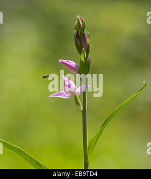 Red Helleborine (Cephalanthera rubra), flowering, with a Bee (Apoidea) flying towards a flower, Jena, Thuringia, Germany Stock Photo