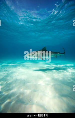 Tiger Shark (Galeocerdo cuvier), Bahamas Stock Photo